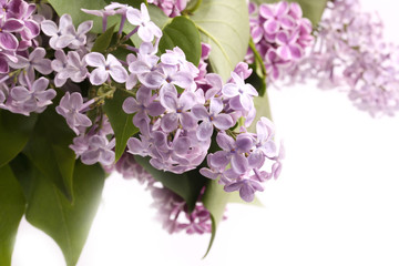 Lilac Spring Happy Mother's Day