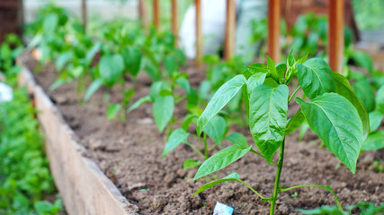 Sweet pepper plants in hothouse
