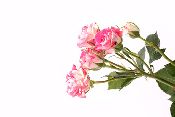 Fototapeta premium Rose varieties masquerade mother's day flowers in spring tender love isolated white background