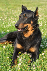 Beauceron dog on the green grass