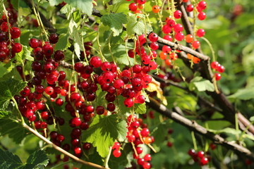 red currants in the garden