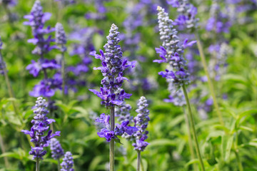 Beautiful Purple Wild Flower.