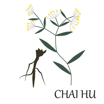 vector illustration of chinese herb - chai-hu, also known as bupleurum.