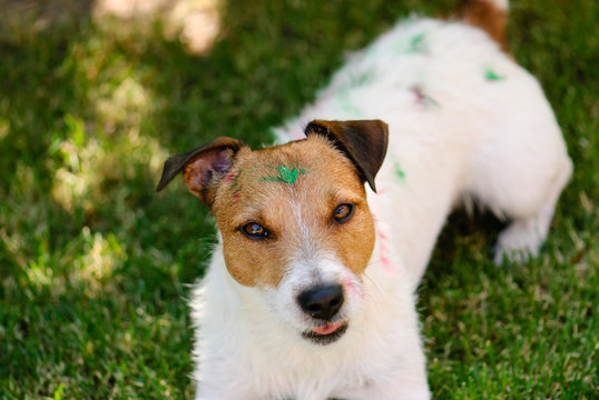 Childish pranks: naughty children played with dog and stained it with paint