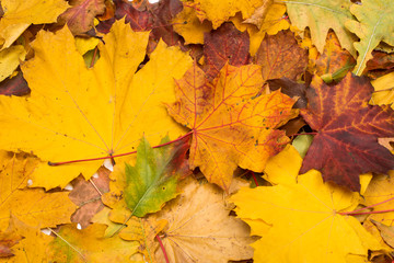 Naklejka na ściany i meble background of autumn leaves