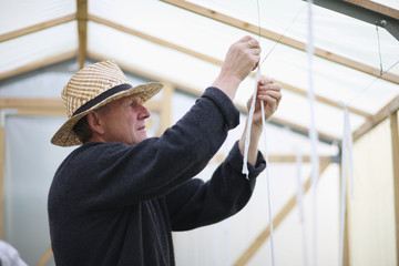 Profile of a senior in a straw hat tieing up tomatoes