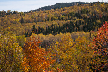 Fototapeta premium autumn colors Algonquin parc Canada, Indian Summer