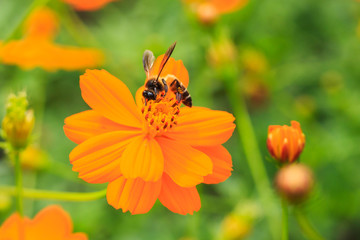 Orange Cosmos, scientific is Cosmos spp.
