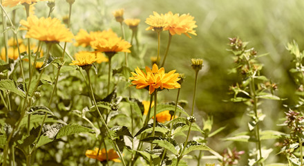 Topinabur (Jerusalem artichoke)
