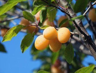 Yellow plums on a tree branch against a blue sky
