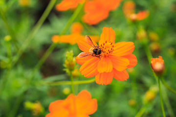 Orange Cosmos, scientific is Cosmos spp.