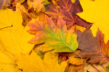 Naklejka na ściany i meble background of autumn leaves