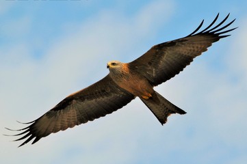 Milan noir (Milvus migrans) 