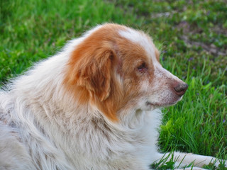 Shaggy dog lying on green grass