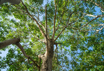 spring landscape of trees against the sky