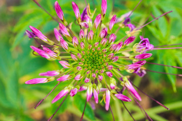 Cleome Spinosa Jacq , Spider Flower, Prickly Spider-Flower, Pink