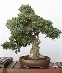 Eichenbonsai (Quercus) auf einem Holztisch