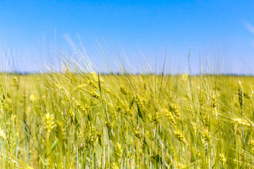 Yellow spikelets of wheat against the blue sky