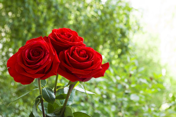 a bouquet of red roses on a green background