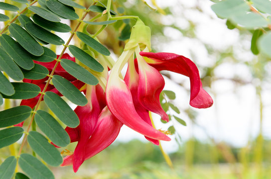 Red agasta flower on tree
