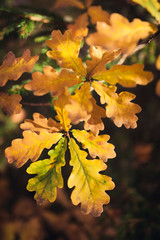 Colorful autumn leaves