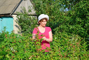 Woman reaps a crop of raspberries in the garden