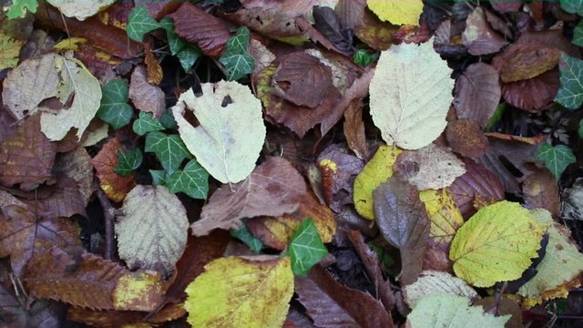 sottobosco foglie stagione autunnale