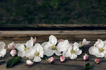 White apple blossoms in spring day on a textural wooden surface. Flower spring background.