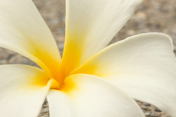 Fototapeta na wymiar Close up of Plumeria has Five Petals.