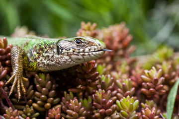 Naklejka premium Lizard resting in the sunshine 