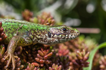 Lizard resting in the sunshine
