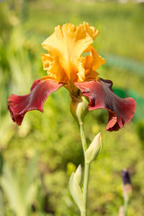 Fototapeta premium A closeup of a Sultan yellow and purple iris on a natural green background