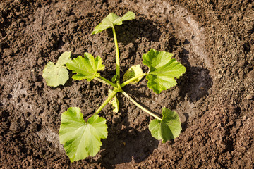 zucchini plant in the field