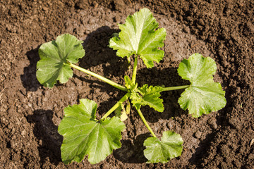 zucchini plant in the field