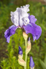 A Beautiful young new blue and white Iris growing outside during spring