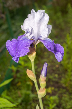 A Beautiful young new blue and white Iris growing outside during spring