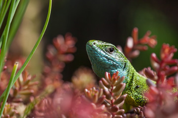 Lizard resting in the sunshine

