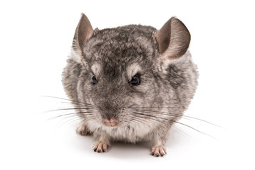 Chinchilla