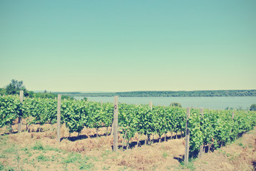 Fototapeta na wymiar Panoramic view on vineyard, with river in the distance, on a sunny day. Image filtered in faded, washed out, retro style with dark vignette; rural vintage concept.