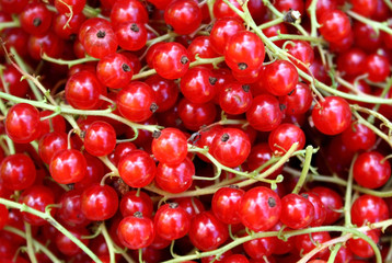 red currants
