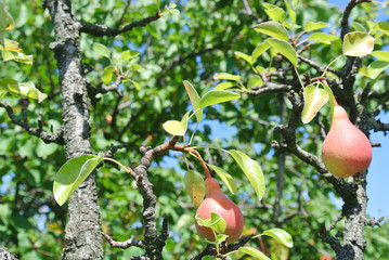 Ripe red pears on the tree in an orchard, on a sunny summer day. Concept of organic farming;...