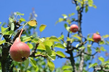 Ripe red pears on the tree in an orchard, against clear blue sky, on a sunny summer day. Concept of...