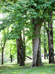 Obraz premium horse chestnut glade inside country park