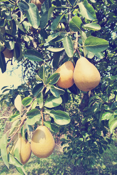 Ripe yellow juicy pears on the tree in an orchard, on a sunny day. Image filtered in faded, washed out, retro style; rural vintage concept. Organic farming.