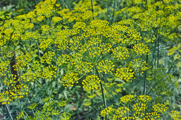 Blooming Dill