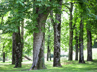 relaxing green background with horse chestnut trees