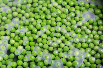 Green peas being boiled in a pot