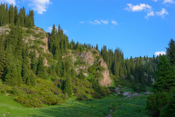 Tien-Shan firs, Asy Plateau, Kazakhstan