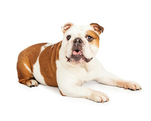Cute English Bulldog Laying With Open Mouth