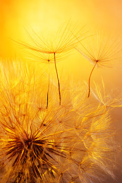 Fototapeta close up of dandelion on golden background
